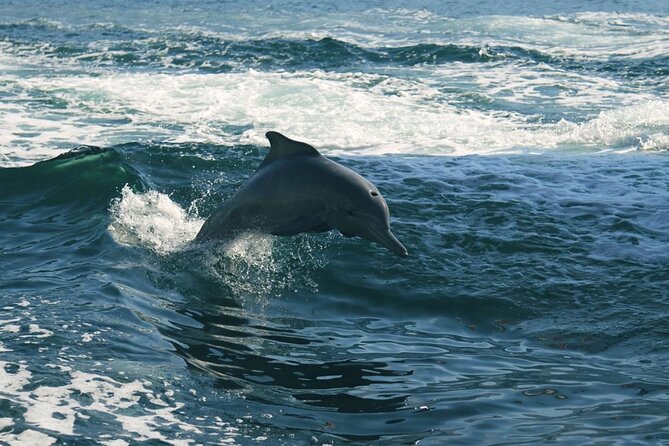 Sunset Dolphin Watching Boat Tour Review - Final Thoughts