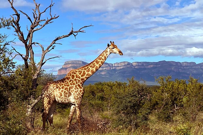 Sunset Game Drive Safari Near Hoedspruit - Positive Traveler Experiences