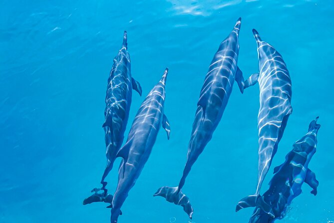 Swim With Dolphins & Turtles in West Oahu (Semi-Private Tours) - Meeting Point and Arrival Time
