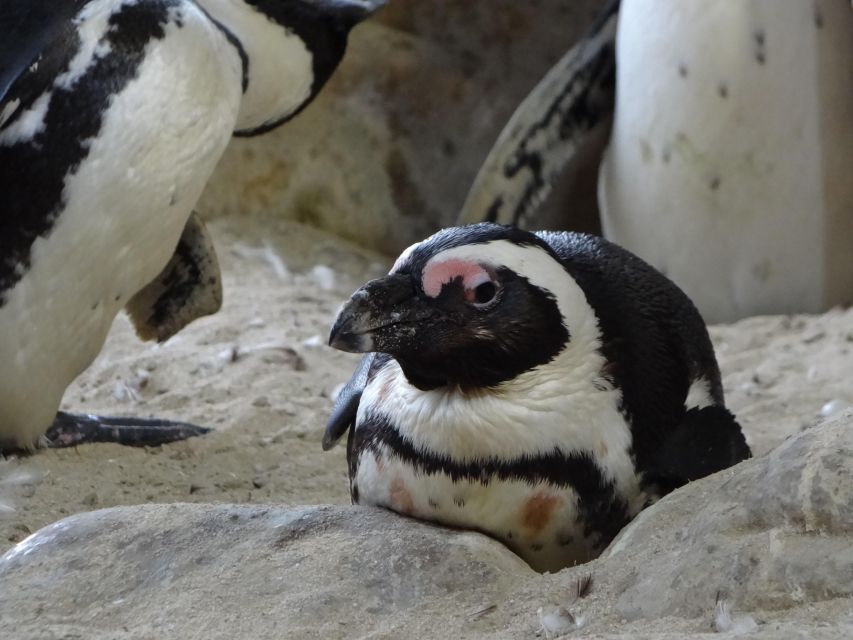 Table Mountain, Penguins & Cape of Good Hope Private Tour - Witnessing African Penguins