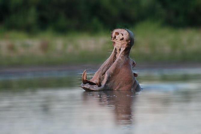 Tanzania Simba Safari - 5 Days - Essential Packing List