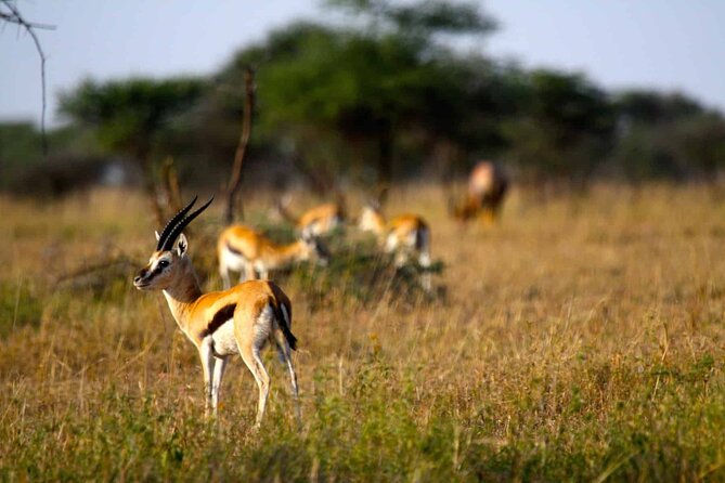Tarangire, Serengeti, Ngorongoro & Lake Manyara Group Safari (5 Days) - Booking Information