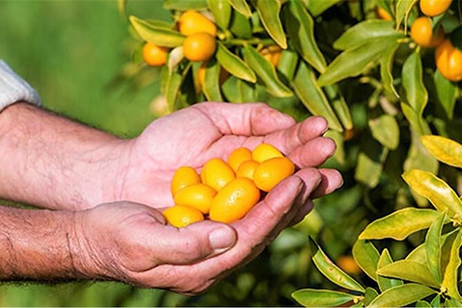 Taste the Unique Local Products and Culinary Treasures of Corfu - Indulging in Culinary Delights