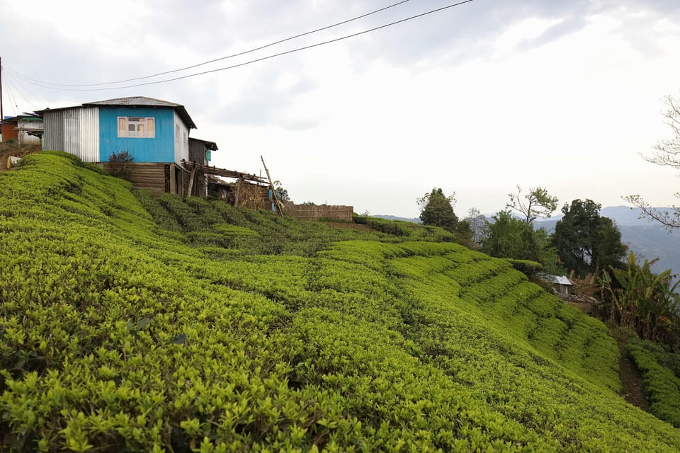 Tea Plucking & Tea Factory: Private Tour From Nuwara Eliya - Purchasing Tea Souvenirs