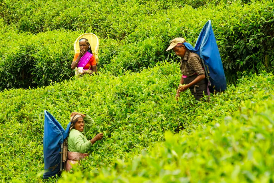 Tea Plucking & Tea Factory: Tour From Nuwara Eliya - Inclusions and Whats Provided