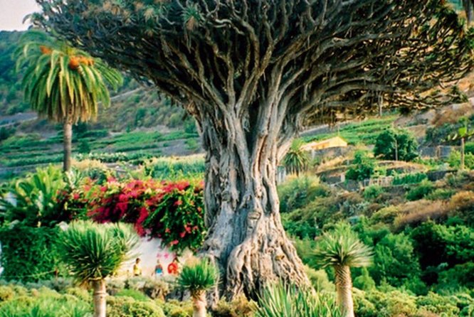 Teide-Icod-Garachico-Masca (Most Popular Bus Tour in Tenerife) - Key Highlights
