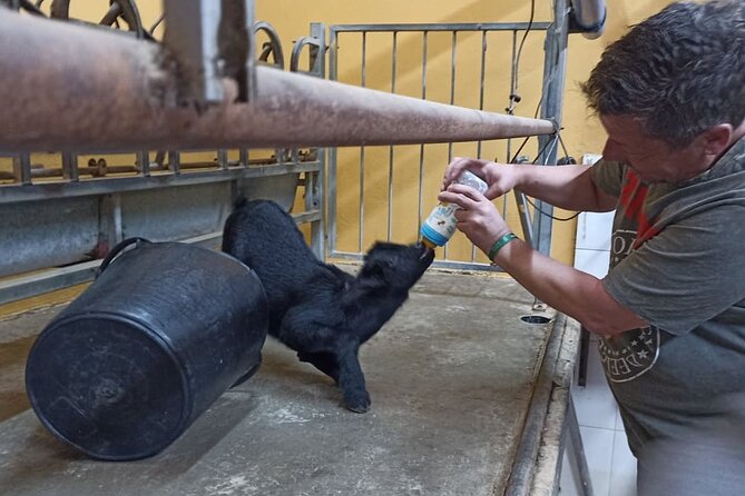 Tenerife Animal Farm Private Car Tour. Canarian Cheese and Wine - Customer Feedback