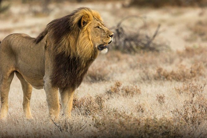 The Best Selous 1 Day Safari From Zanzibar - Booking and Pricing Options