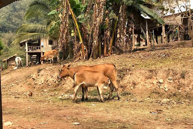 The Ultimate Hiker'S Choice - 5 Days Forest Trek With Homestay and Camping - Community Impact and Contributions