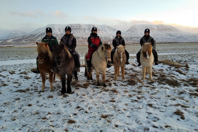 The Viking Horse Riding Experience in North Iceland - About the Icelandic Horses