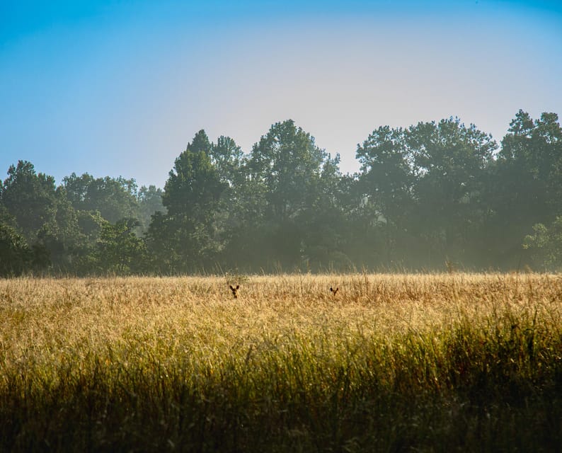 Tiger Marathon: Big Cat Photography Tour in the Wilderness - Suitability Restrictions