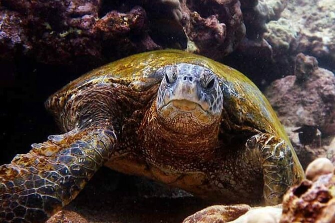Tropical Reef & Wildlife Boat Snorkel Adventure - Tips for a Great Snorkeling Experience