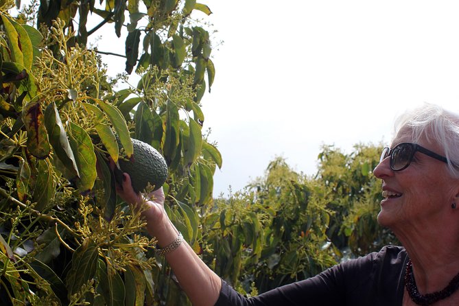 Tropical Route, Avocados and Mangoes - Small Group, Tasting and Lunch Included - Customer Feedback