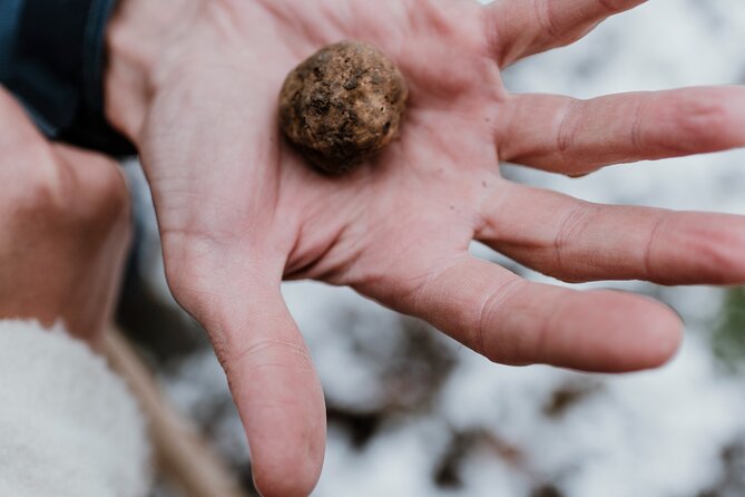 Truffle Hunting and Cheese, Truffle & Wine Tasting Near Alba - Customer Feedback and Recommendations