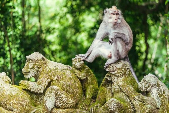 Ubud Full Day Tour Waterfall Monkey Forest Rice Terrace - Tips for an Enjoyable Experience