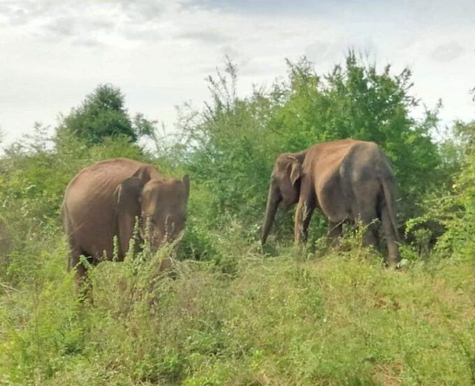 Udawalawe Elephant Safari With Transfer From Galle - Transportation and Pickup Details