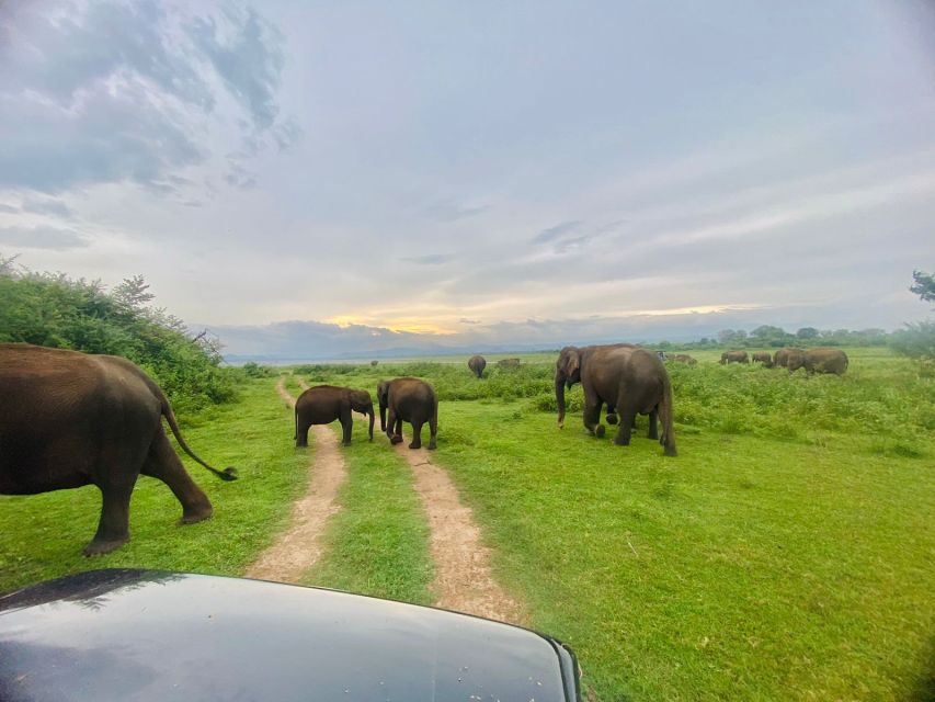 Udawalawe National Park Safari - Private Jeep - Frequently Asked Questions