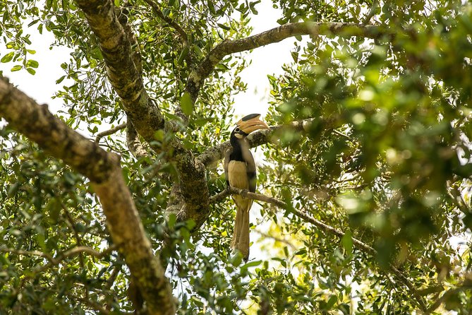 Udawalawe National Park Safari With Naturalist - Tips for Your Safari Adventure