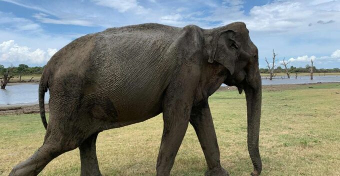 Udawalawe National Park Wildlife Safari From Bentota - Sights and Highlights