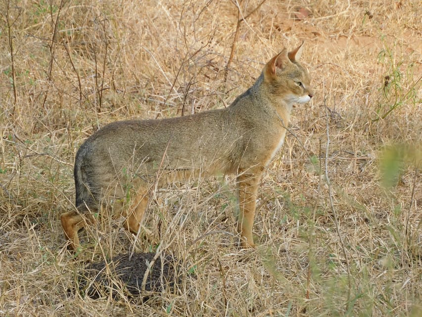 Udawalawe Safari and Elephants Orphange Tour From Hambantota - Complimentary Refreshments