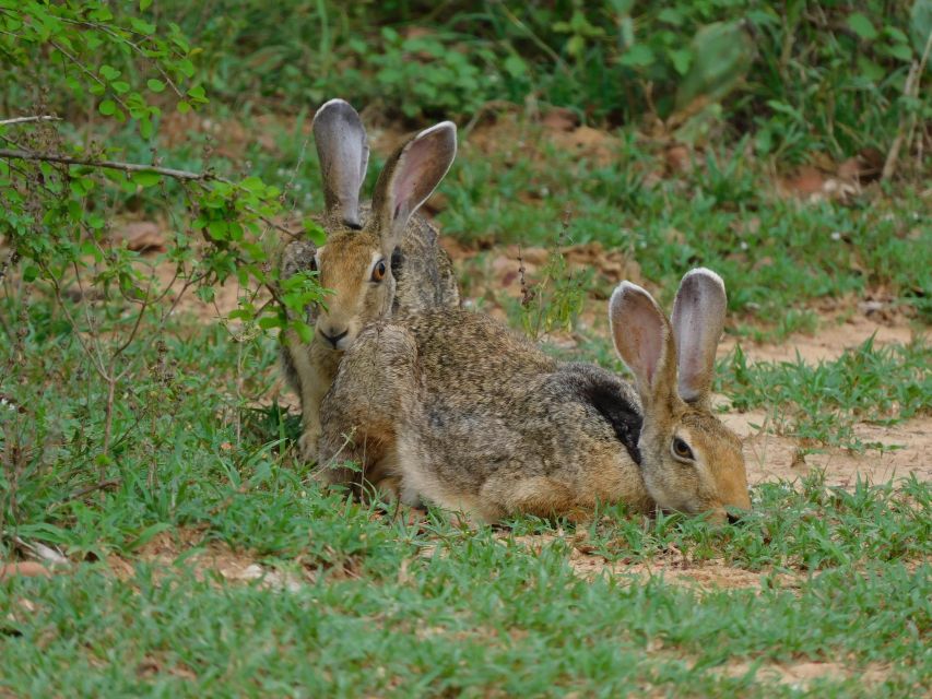 Udawalawe Safari Tour From Tissamaharama / Hambantota Areas - Itinerary Flexibility