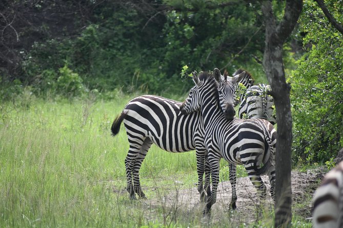 Uganda Gorillas and Game Safari - 10 Days - Frequently Asked Questions