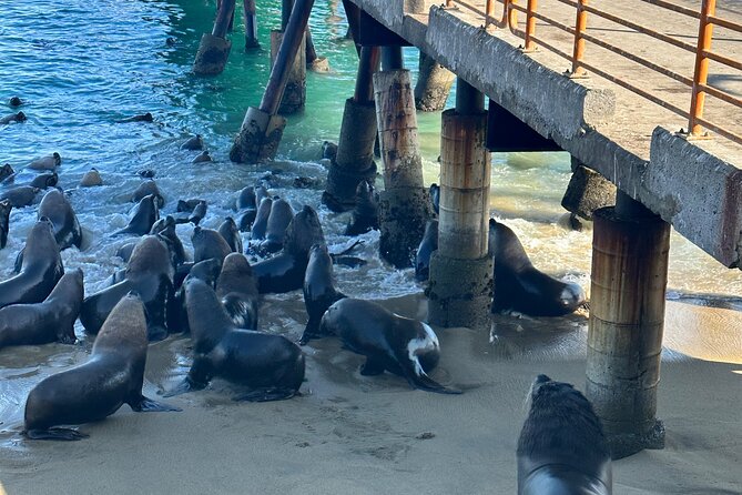 Valparaiso, Viña Del M, Vineyard Testing, Sea Lions, Boat Ride - Tour Logistics and Pricing