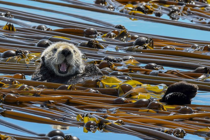Victoria Marine Wildlife Tour - Customer Reviews and Feedback