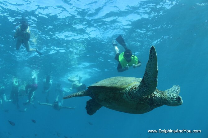 Waikiki Turtle Canyon Snorkeling With Lunch and Hula Show - Snorkeling Gear and Safety Measures