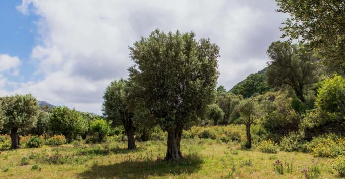 Walk Among the Olive Trees (Private Group Experience) - Frequently Asked Questions