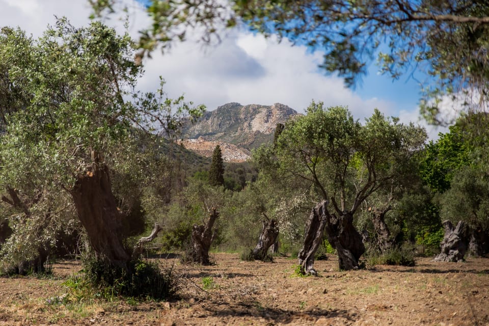 Walk Among the Olive Trees (Small Group Experience) - Visit to the Temple of Dimitra