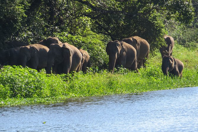 Wasgamuwa National Park Safari - Tips for a Successful Safari
