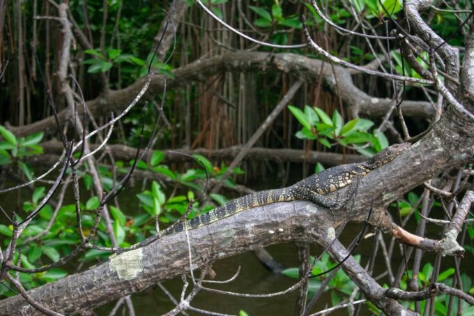 West Coast Beach, River Mangroves Lagoon, Wildlife Boat Tour - Inclusions and Exclusions