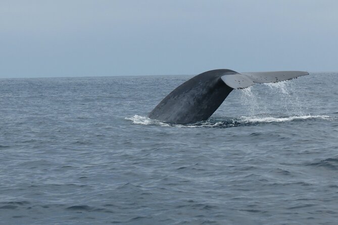 Whale and Dolphin Watching in San Diego - Discovering the Best Viewing Seasons