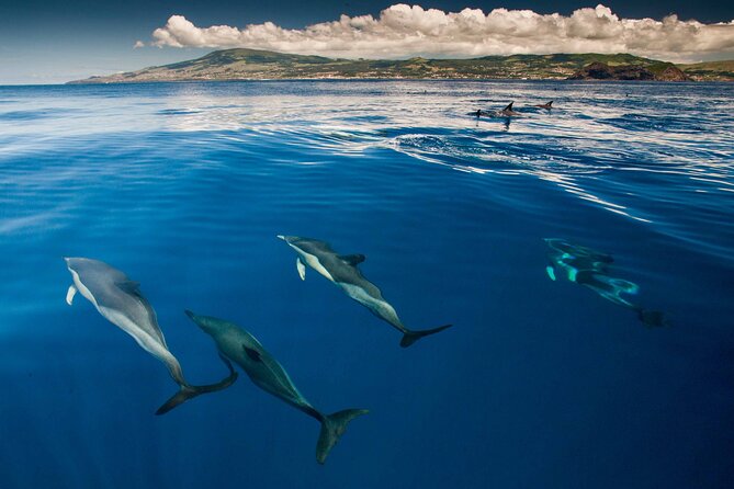 Whale and Dolphin Watching in Terceira Island Review - Since You Asked