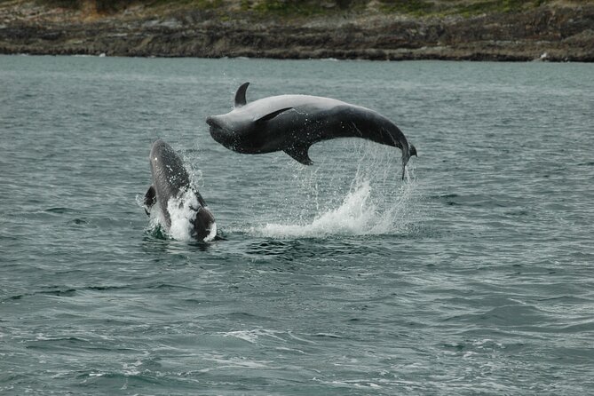Whale & Dolphin Watching Tour - Why Choose This Tour?