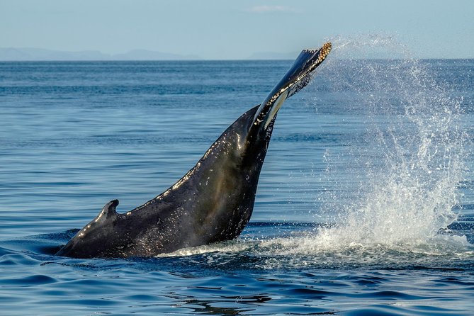 Whale Watching From the Heart of Akureyri - Pricing and Comparison to Cruise Options