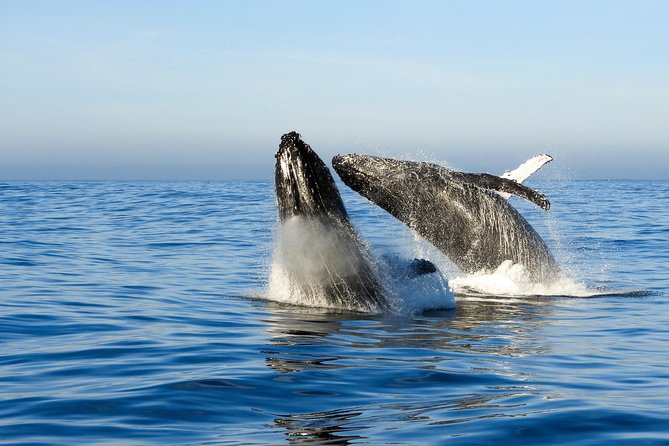 Whale Watching Knysna - Close Encounter Experience Ocean Odyssey - Tips for Optimal Experience