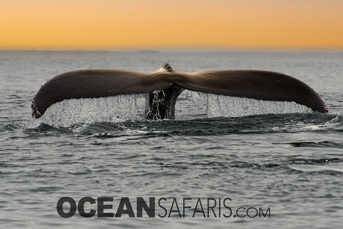 Whale Watching Monterey Bay Semi-Private Limited to 6 People Max - Sum Up