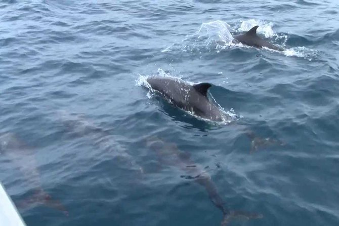 Whales and Dolphins Watching Mirissa - Accessibility Features