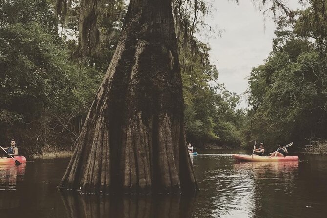 Whitney Plantation and Manchac Swamp Kayak Tour Combo - Booking and Cancellation Policies