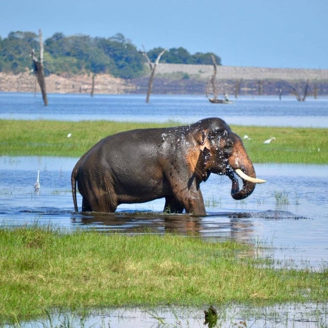 Wildlife Safari to Kaudulla National Park - Memorable Safari Adventure