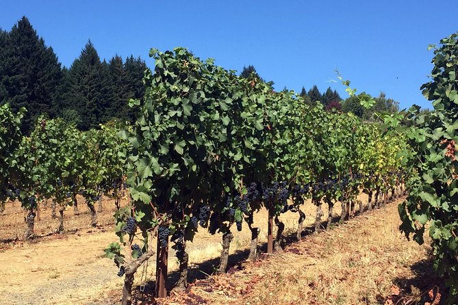Willamette Valley Character Winery Tour - Final Thoughts and Recommendations