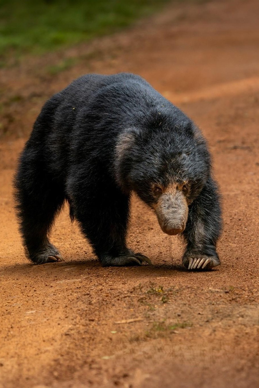 Wilpattu National Park : Full Day Safari (06:00am - 18:00pm) - Recommended Essentials to Bring