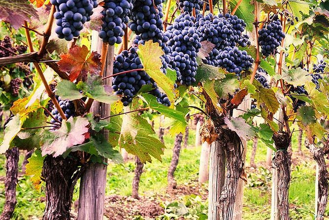 Wine & Food Tour in Tuk Tuk - Pricing and Cancellation Policy