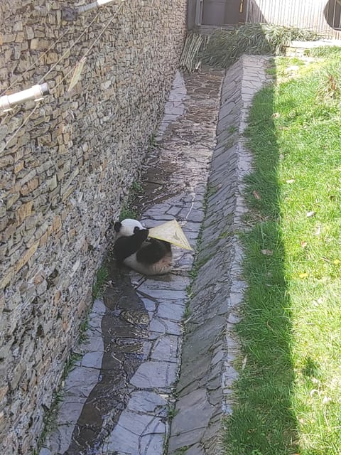 Wolong:Volunteer Work in Panda Park - Health and Safety