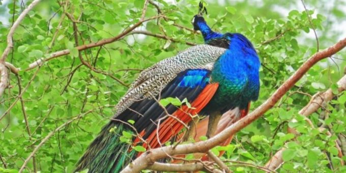 Yala: 1 Day Leopard Safari With Picnic Lunch From Hambantota - Frequently Asked Questions
