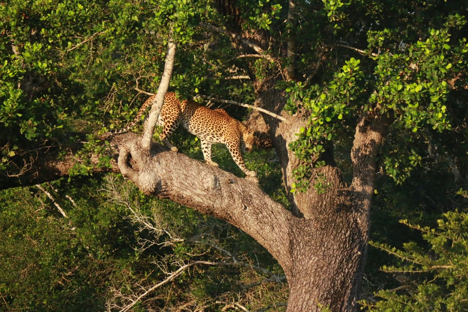 Yala Block 5 & 6 (Weheragala & Lunugamwehera) Safari Tours - Guided Tour of Lunugamwehera