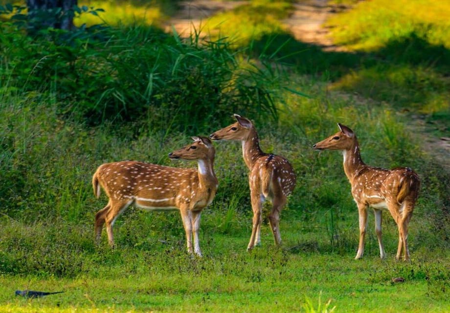 Yala National Park: Early Morning or Evening Private Safari - Untouched Beach Experience