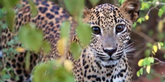 Yala National Park: Lake Fishing & Safari From Hambantota - Frequently Asked Questions